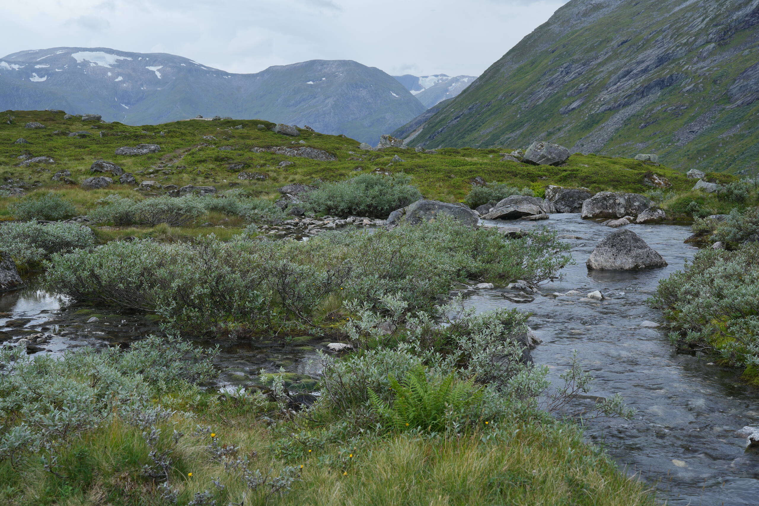 An image of bog.